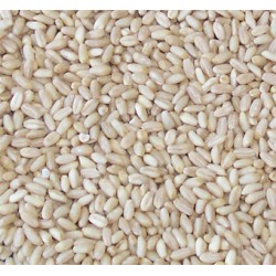 Aşurelik Buğday 1 kg - Wheat
